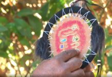 HOY SE TRANSMITIRÁ «KURI KURI, CANTO KUMIAI»