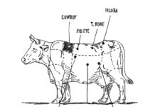 PRESENTAN TÍTULO «CADENA ALIMENTICIA»